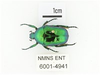 藍艷白點花金龜藏品圖，第1張