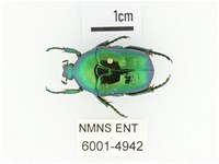 藍艷白點花金龜藏品圖，第1張