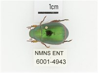 綠艷金龜藏品圖，第1張