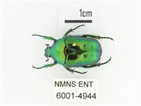 藍艷白點花金龜藏品圖，第1張