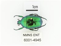 藍艷白點花金龜藏品圖，第1張