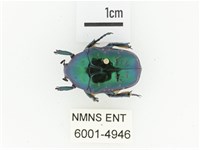 藍艷白點花金龜藏品圖，第1張