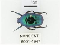 藍艷白點花金龜藏品圖，第1張