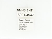 藍艷白點花金龜藏品圖，第2張