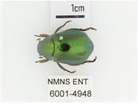 綠艷金龜藏品圖，第1張