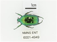 藍艷白點花金龜藏品圖，第1張