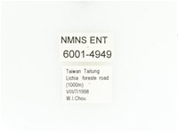 藍艷白點花金龜藏品圖，第2張