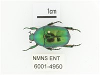 藍艷白點花金龜藏品圖，第1張