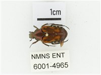 黑斑陷紋金龜藏品圖，第1張