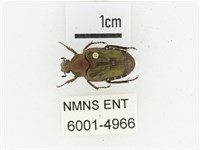 黑斑陷紋金龜藏品圖，第1張