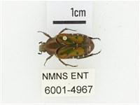 黑斑陷紋金龜藏品圖，第1張