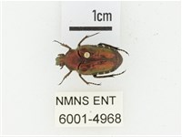 黑斑陷紋金龜藏品圖，第1張