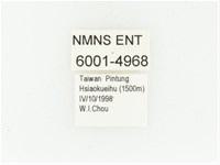 黑斑陷紋金龜藏品圖，第2張