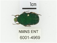 艷邊花金龜藏品圖，第1張