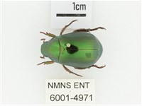 綠艷金龜藏品圖，第1張