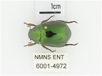 綠艷金龜藏品圖，第1張