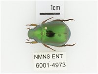 綠艷金龜藏品圖，第1張