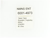 綠艷金龜藏品圖，第2張