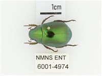 綠艷金龜藏品圖，第1張