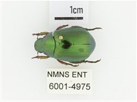 綠艷金龜藏品圖，第1張