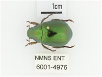 綠艷金龜藏品圖，第1張