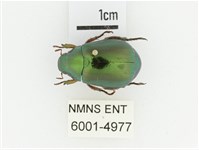 綠艷金龜藏品圖，第1張