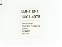 綠艷金龜藏品圖，第2張