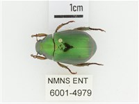 綠艷金龜藏品圖，第1張