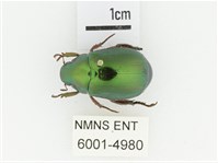 綠艷金龜藏品圖，第1張