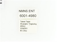 綠艷金龜藏品圖，第2張