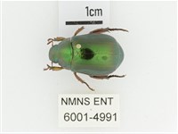 綠艷金龜藏品圖，第1張