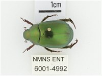 黑田艷金龜藏品圖，第1張