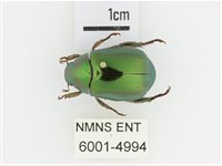 綠艷金龜藏品圖，第1張