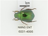綠艷金龜藏品圖，第1張