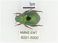 綠艷金龜藏品圖，第1張