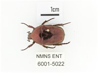 紫艷白點花金龜藏品圖，第1張