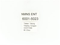 紫艷白點花金龜藏品圖，第2張