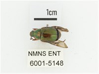 橫紋青銅金龜藏品圖，第1張