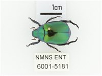 艷金龜藏品圖，第1張