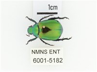 艷金龜藏品圖，第1張