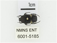 偽橫斑黑花金龜藏品圖，第1張