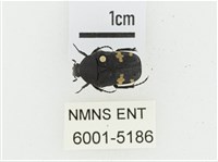 偽橫斑黑花金龜藏品圖，第1張