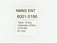 偽橫斑黑花金龜藏品圖，第2張