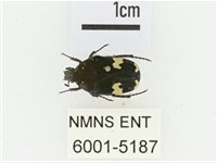 灰斑擬黑花金龜藏品圖，第1張