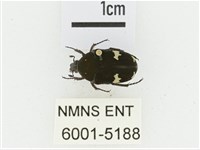 灰斑擬黑花金龜藏品圖，第1張