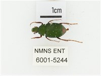 三輪長腳花金龜藏品圖，第1張