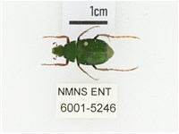 三輪長腳花金龜藏品圖，第1張