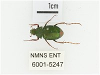 三輪長腳花金龜藏品圖，第1張