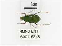 三輪長腳花金龜藏品圖，第1張