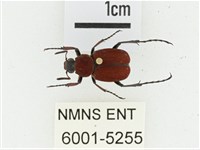 血紅虎斑花金龜藏品圖，第1張